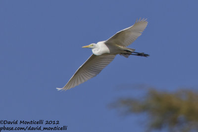 Yellow-billed Egret (Ardea brachyrhyncha)_Barragem de Poilão (Santiago Is.)