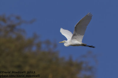Yellow-billed Egret (Ardea brachyrhyncha)_Barragem de Poilão (Santiago Is.)