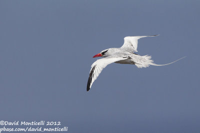 Red-billed Tropicbird (Phaethon aethereus)_Porto da Praia (Santiago Is.)