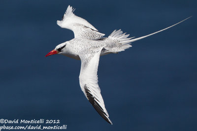 Red-billed Tropicbird (Phaethon aethereus)_Porto da Praia (Santiago Is.)