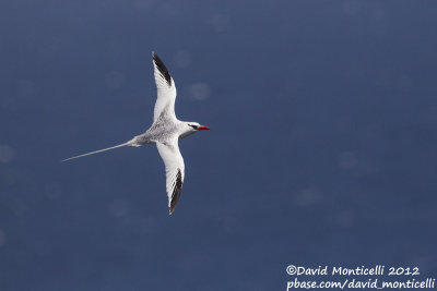 Red-billed Tropicbird (Phaethon aethereus)_Porto da Praia (Santiago Is.)