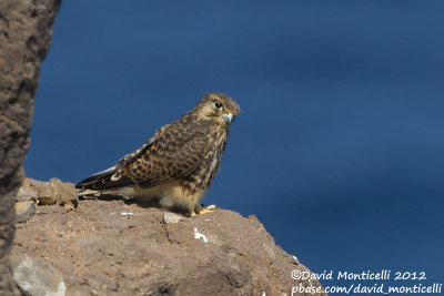 Common Kestrel (Falco tinnunculus)(ssp. alexandri)_Cliffs east of Porto da Praia (Santiago Is.)