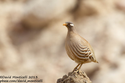 Sand Partridge (Ammoperdix heyi)(male)_Amram's Pillars (Eilat)