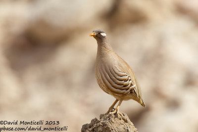Sand Partridge (Ammoperdix heyi)(male)_Amram's Pillars (Eilat)