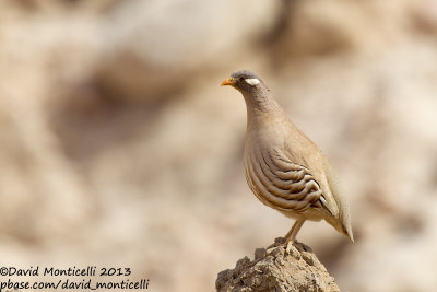 Sand Partridge (Ammoperdix heyi)(male)_Amram's Pillars (Eilat)