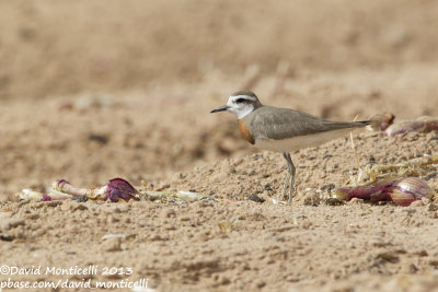 Caspian Plover (Charadrius asiaticus)(male)_Yotvata Fields (Eilat)