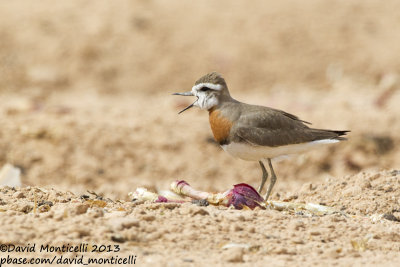 Caspian Plover (Charadrius asiaticus)(male)_Yotvata Fields (Eilat)