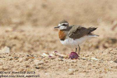 Caspian Plover (Charadrius asiaticus)(male)_Yotvata Fields (Eilat)