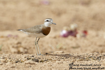 Caspian Plover (Charadrius asiaticus)(male)_Yotvata Fields (Eilat)