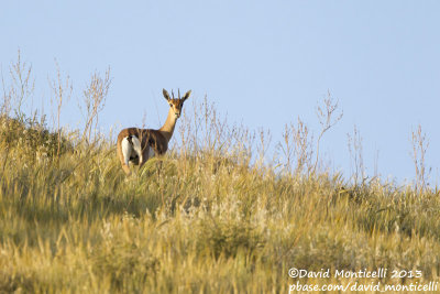 Mountain Gazelle (Gazella gazella)_Lahav Nature Reserve (Lahav)