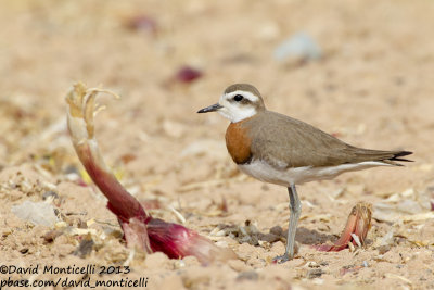 Caspian Plover (Charadrius asiaticus)(male)_Yotvata Fields (Eilat)
