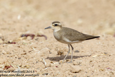 Caspian Plover (Charadrius asiaticus)(female)_Yotvata Fields (Eilat)