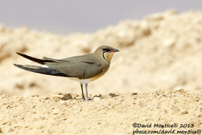 Collared Pratincole (Glareola pratincola)_Km 20 on Route 90 (Eilat)