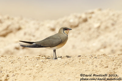 Collared Pratincole (Glareola pratincola)_Km 20 on Route 90 (Eilat)