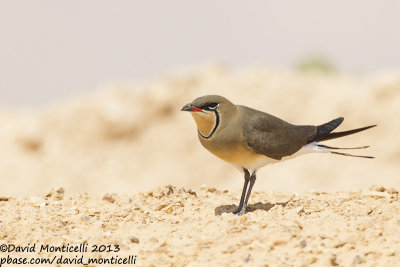 Collared Pratincole (Glareola pratincola)_Km 20 on Route 90 (Eilat)