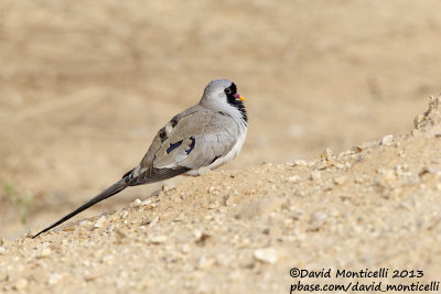 Namaqua Dove (Oena capensis)(male)_Yotvata (Eilat)