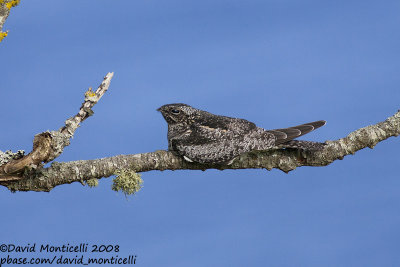 Common Nighthawk (Chordeiles minor)_Pico (Corvo)