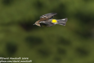 Yellow-rumped Warbler (Setophaga coronata)(1st winter)_Lighthouse Valley (Corvo)