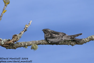 Common Nighthawk (Chordeiles minor)_Pico (Corvo)