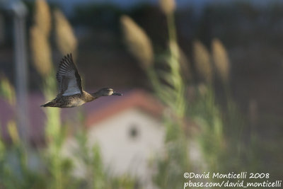 Blue-winged Teal (Anas discors)_Paul da Praia (Terceira)