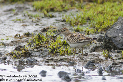 Pectoral Sandpiper (Calidris melanotos)_Cabo da Praia (Terceira)