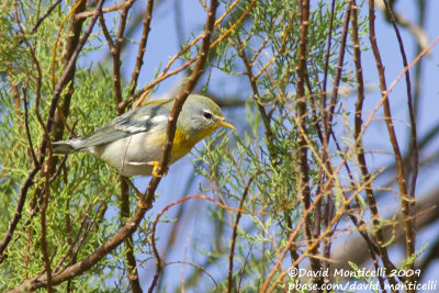 Northern Parula (Parula americana)(first-year male)_Power Station (Corvo)