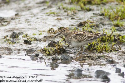 Pectoral Sandpiper (Calidris melanotos)_Cabo da Praia (Terceira)