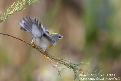 Northern Parula (Parula americana)(first-year male)_Power Station (Corvo)