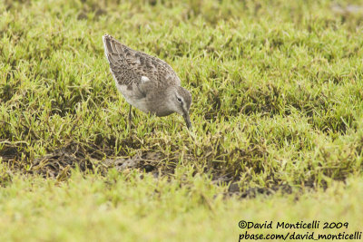 Long-billed Dowitcher (Limnodromus scolopaceus)_Cabo da Praia (Terceira)