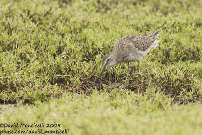 Long-billed Dowitcher (Limnodromus scolopaceus)_Cabo da Praia (Terceira)