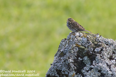 Savannah Sparrow (Passerculus sandwichensis)_High Fields (Corvo)