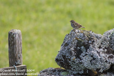 Savannah Sparrow (Passerculus sandwichensis)_High Fields (Corvo)