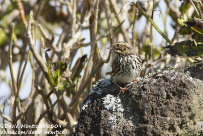 Savannah Sparrow (Passerculus sandwichensis)_High Fields (Corvo)