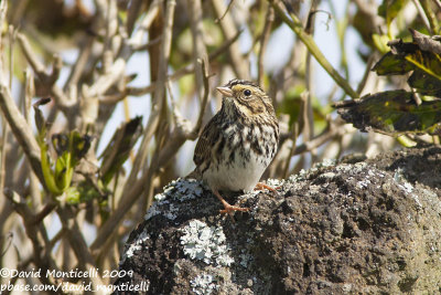 Savannah Sparrow (Passerculus sandwichensis)_High Fields (Corvo)