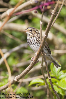 Savannah Sparrow (Passerculus sandwichensis)_High Fields (Corvo)