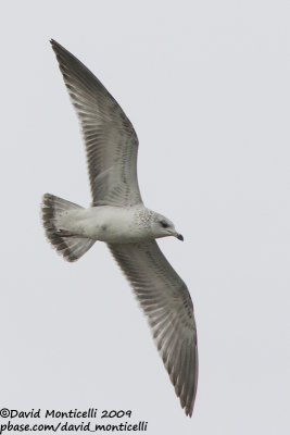 Ring-billed Gull (Larus delawarensis)(first winter)_Rubbish dump (Corvo)