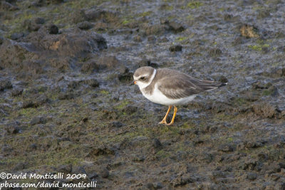 Semipalmated Plover (Charadrius semipalmatus)_Cabo da Praia (Terceira)