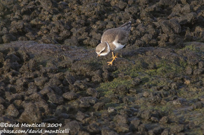 Semipalmated Plover (Charadrius semipalmatus)_Cabo da Praia (Terceira)