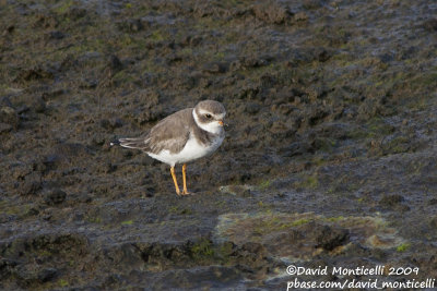 Semipalmated Plover (Charadrius semipalmatus)_Cabo da Praia (Terceira)