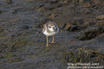 Semipalmated Plover (Charadrius semipalmatus)_Cabo da Praia (Terceira)