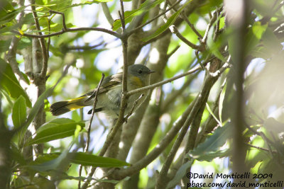 American Redstart (Setophaga ruticilla)(first winter)_Ribeira da Ponte (Corvo)