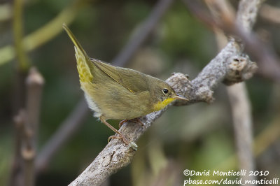 Common Yellowthroat (Geothlypis trichas)(female)_Middle Fields (Corvo)