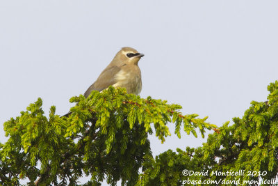 Cedar Waxwing (Bombycilla cedrorum)(juvenile)_Above Power Station (Corvo)