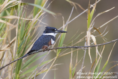 Belted Kingfisher (Ceryle alcyon)(female)_Paul da Praia (Terceira)
