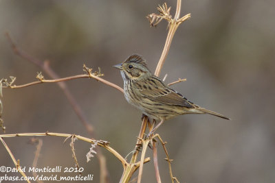 Lincoln's Sparrow (Melospiza lincolnii)_Middle Fields (Corvo)
