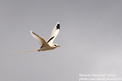 White-tailed Tropicbird (Phaeton lepturus)(adult)_Fajazinha (Flores)