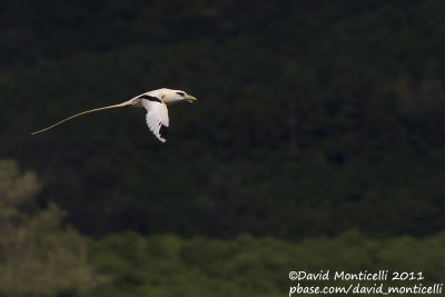 White-tailed Tropicbird (Phaeton lepturus)(adult)_Fajazinha (Flores)