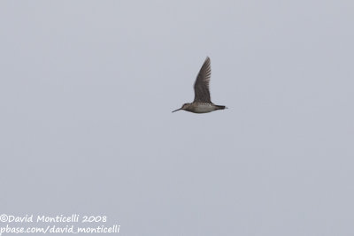 Swinhoe's Snipe (Gallinago megala)_Vrtsil, Tohmajrvi (Finland)