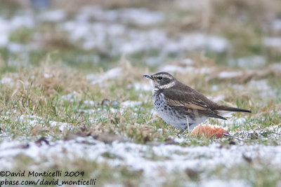 Dusky Thrush (Turdus eunomus)(1st winter male)_Ereze (Belgium)