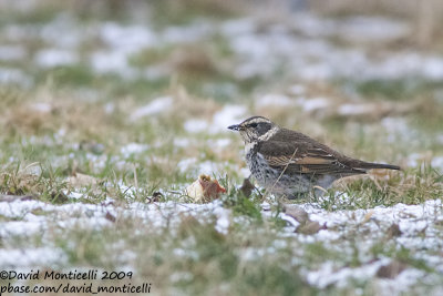 Dusky Thrush (Turdus eunomus)(1st winter male)_Ereze (Belgium)